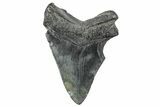 Fossil Megalodon Tooth - South Carolina #236352-1